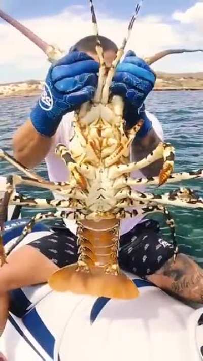 absolute unit of a crayfish (not a lobster)