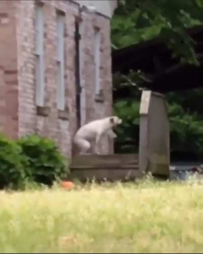 That butt scratch