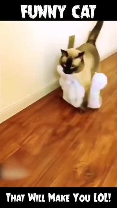 Funny Cat Video..