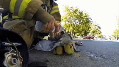 Firefighter saves kitten!