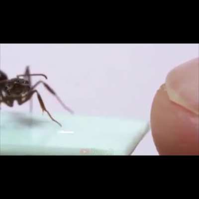 ant took more damage