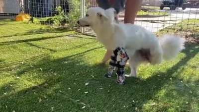 Halo is a Great Pyrenees who was born with no front legs and had one back leg amputated for health reasons. She just got prosthetics, and this is the first day of her life she's been able to run with her friends.