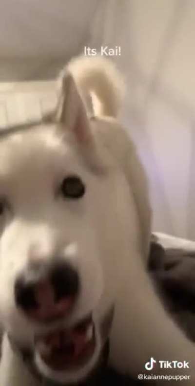 a very handsome boy demanding a walk (not oc.)