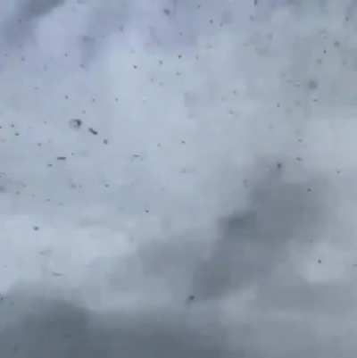 Russian mosquito season