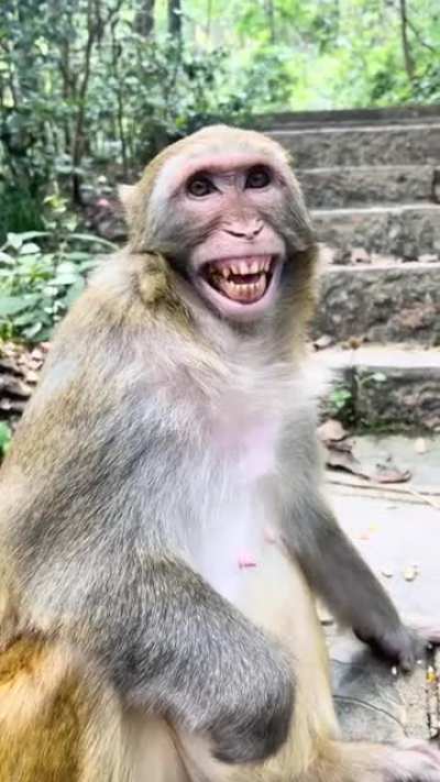 Monkey drinks Pepsi
