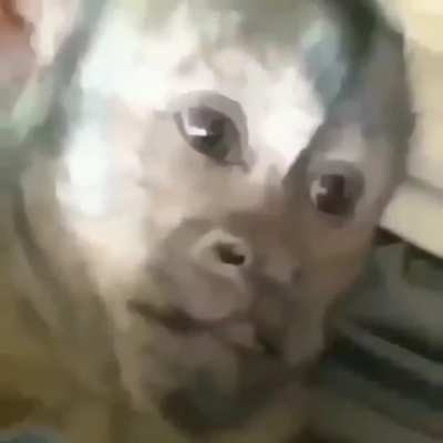 🐵