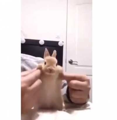 Wordington bunny