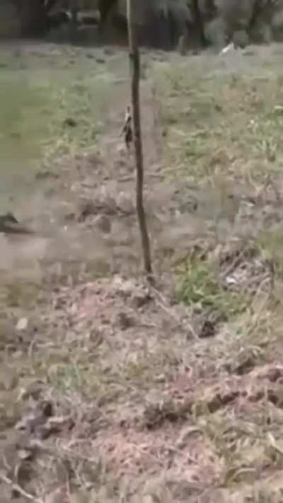 The dog vs lizard