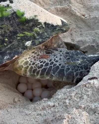Female 🐢 laying her eggs at the beach. Between 80-150 eggs