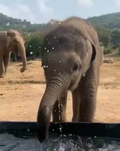 Cute baby elephant drinking water