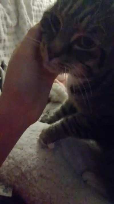We've had Wilbur for just over a week and he makes sure the biscuits are never in short supply.
