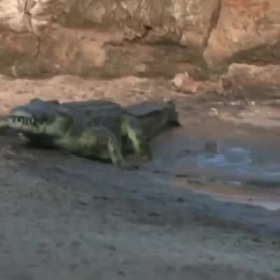Warthog narrowly escapes death!