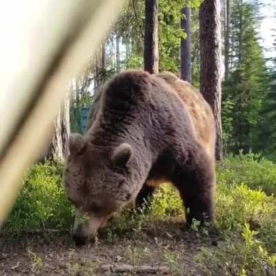 🔥 What a thing to see outside your tent 🔥