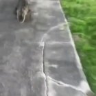 say hi to mister alligator