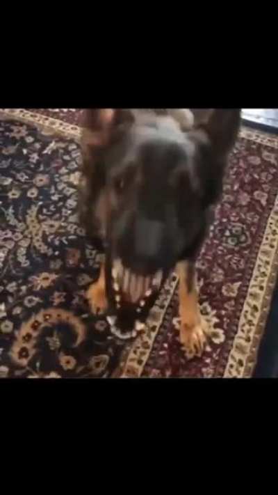 Dog