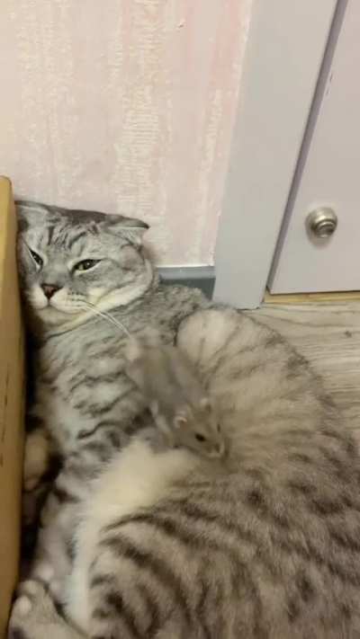 Not My Job