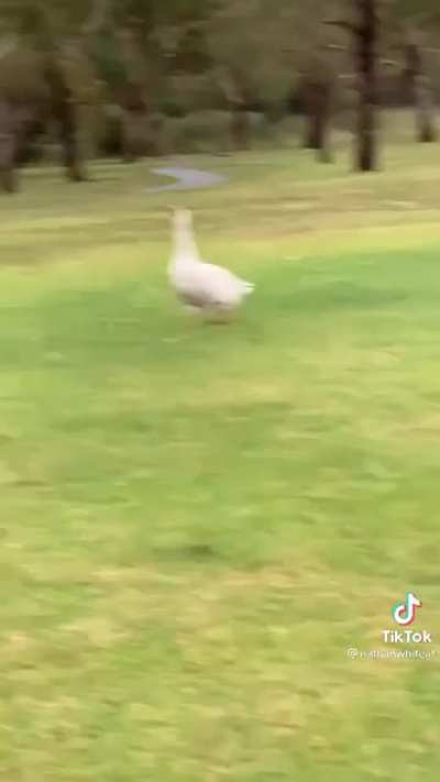 haha honk haha