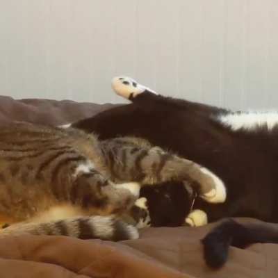 When they can't decide if they are grooming each other or wrestling