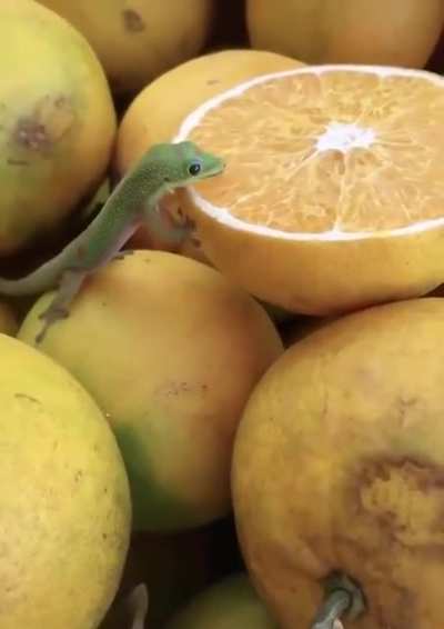 Citrus mlem