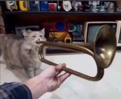 cat playing on a trumpet