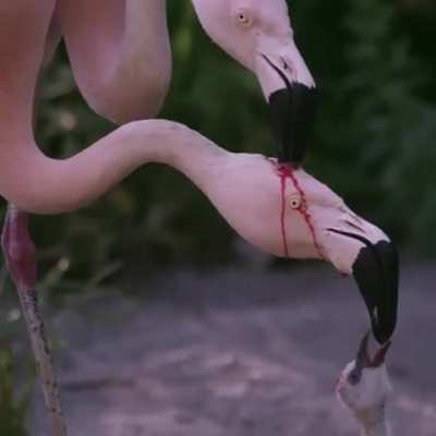 Flamingoes feeding their offspring!