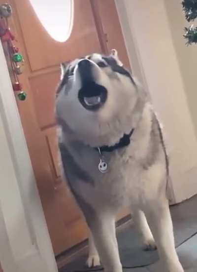 ScreamingHuskies