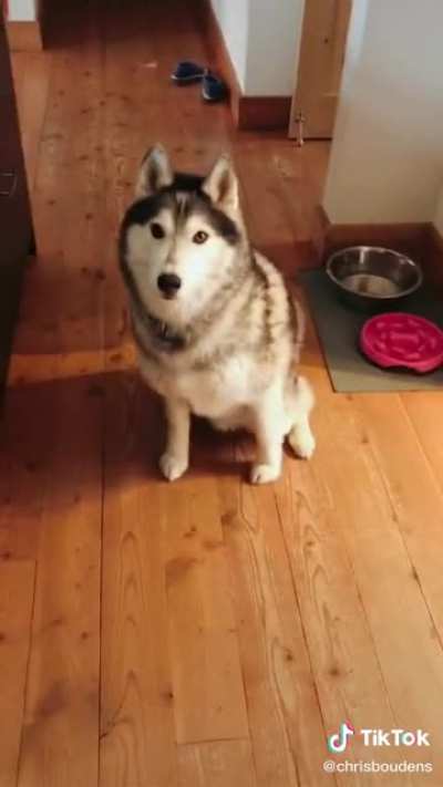 Woof