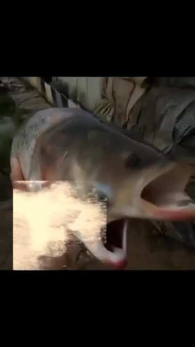weird fishes