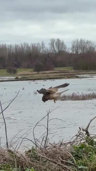 Watch his head, it is not moving an inch. Amazing bird