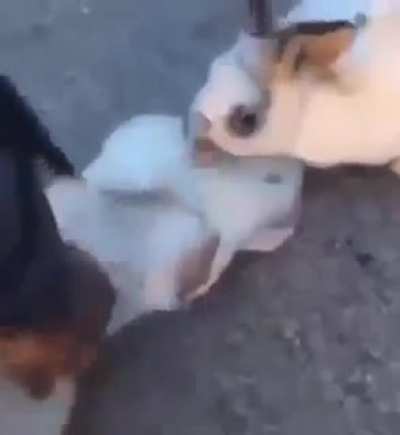 Bro...