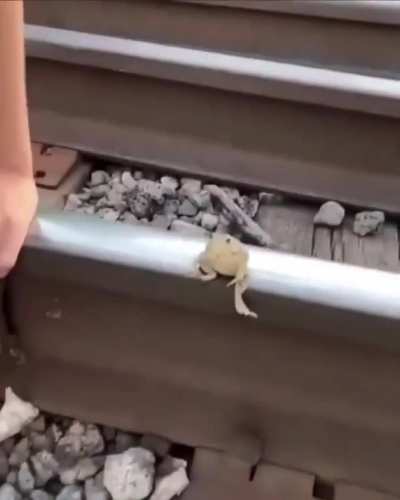 🤜🐸🤛