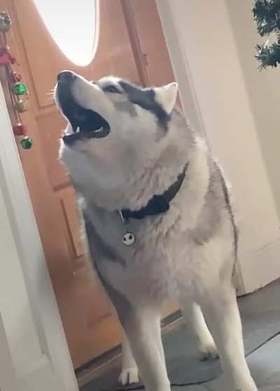 derpy dog