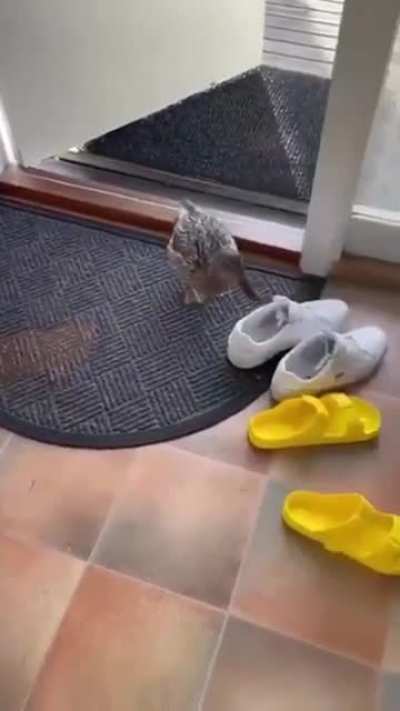 What could go wrong with a cute duck