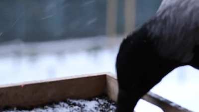 Water & snack visit on a snowy day