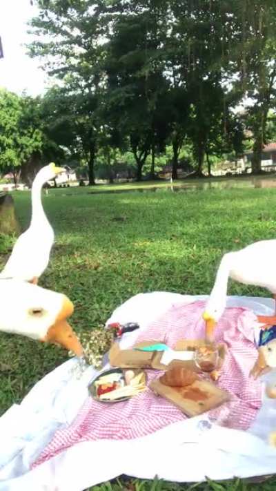 Gerombolan Preman Menyerbu Lokasi Piknik, Wisatawan Kocar Kacir (Judul Koran Imajinatif Post)