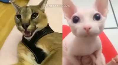 Floopa vs bingus