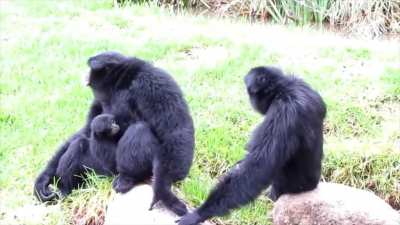 monke