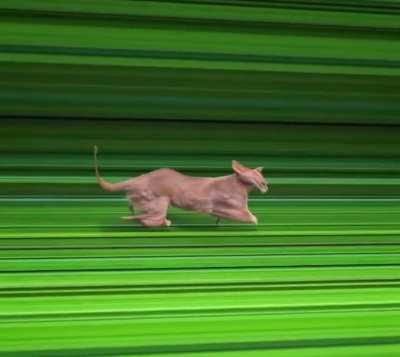 Time Continuum Traveling Cat