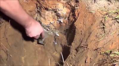 Casting a Fire Ant Colony with Molten Aluminum