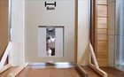 Just a standard cat experiment