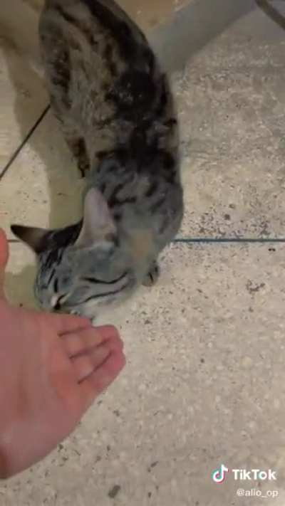 This cat in my dorm visits me for pets and snacks.