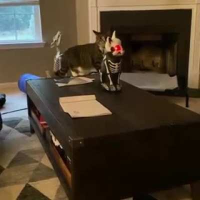 Cat does not like Halloween cat