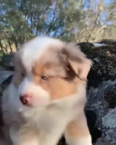 Puppy goes awooooo