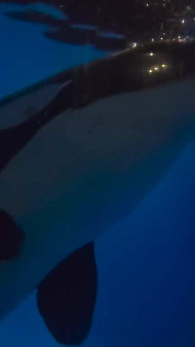 A mind-blowing experience for me in my life, playing with a baby orca in Shanghai HaiChang Ocean Water Park