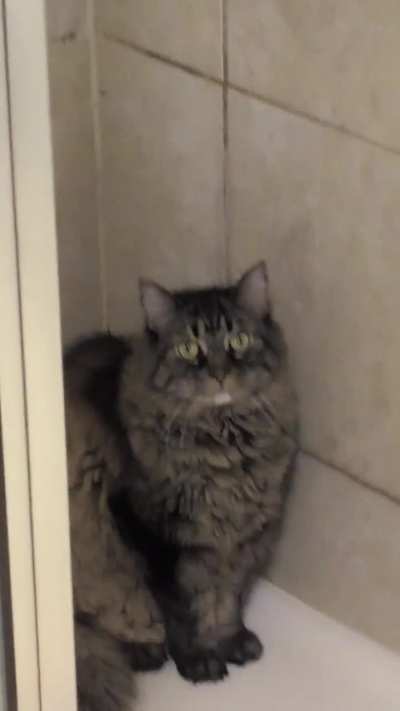 They have been loving the shower lately lol