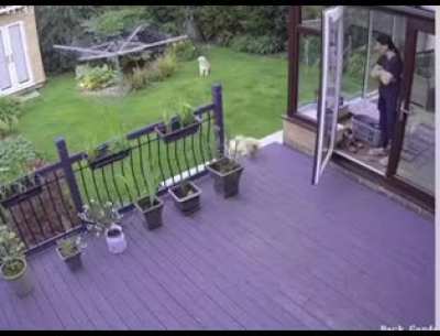 cat herding dog