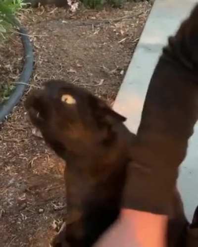 Scratches, more scratches