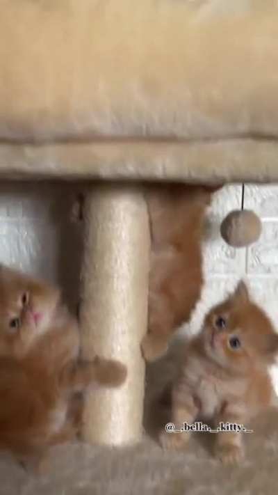 cute kitten