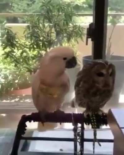 🦜😐: 