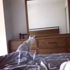 Cat Realizes She Has Ears!